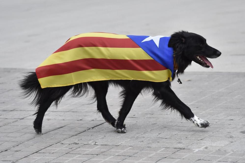 Un perro, vestido con la bandera estelada y un... | Cataluna | EL MUNDO