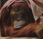 La orangutn Sandra, en el zoo de Buenos Aires.