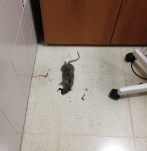 Imagen de una de las ratas aparecidas en las urgencias del centro de...