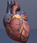 Imagen del corazn facilitada por la American Heart Association