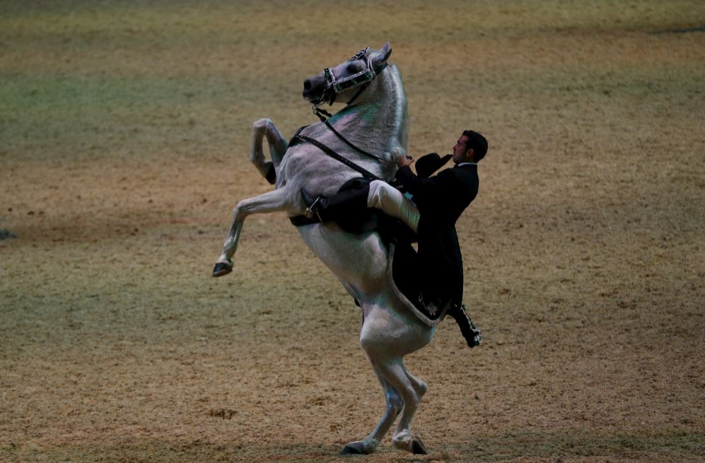 Un caballo se levanta de manos, durante el espectculo inaugural de...
