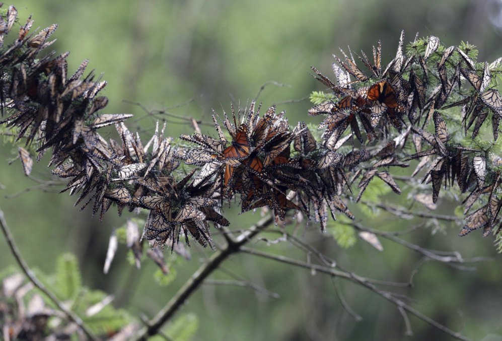 Las mariposas monarca descansan en un pino en Angangueo, Mxico.