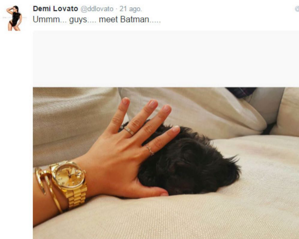 La muerte del perro de Demi Lovato, llamado Buddy, fue ms...