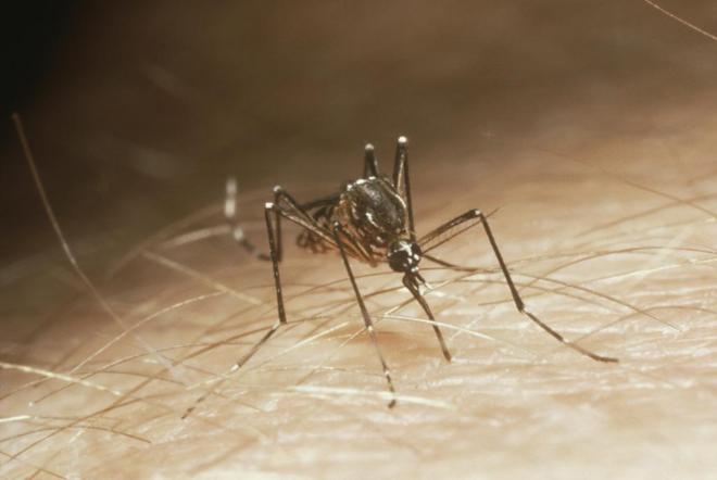 Imagen del mosquito Aedes aegypti.