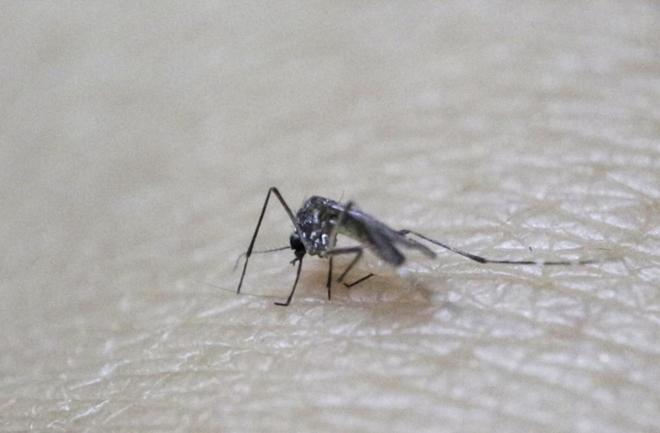 Imagen del mosquito Aedes Aegypti, transmisor del virus Zika.