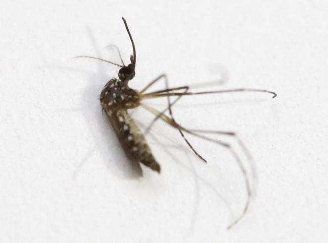 Imagen del mosquito &apos;Aedes Aegypti&apos;, transmisor del virus Zika.