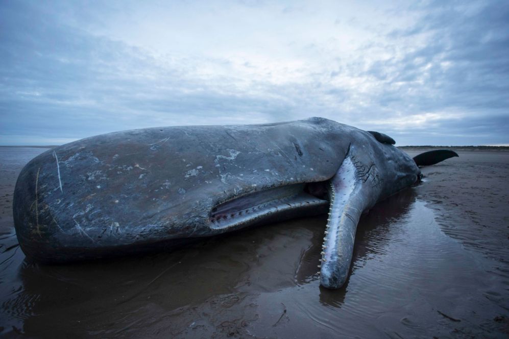 Una ballena muere despus de varar en una playa del norte de...