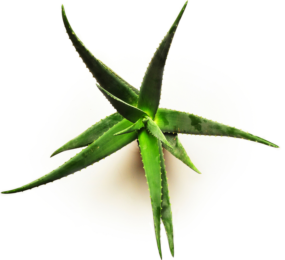 Aloe Vera: alimento y remedio para todo Zen | EL MUNDO