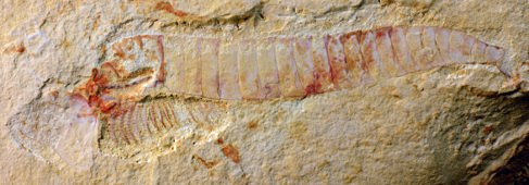 Fósil del artrópodo primitivo hallado en China.