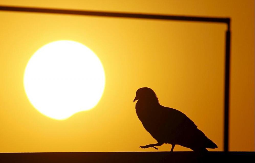 Una paloma perfilada contra el sol durante el eclipse parcial visto...