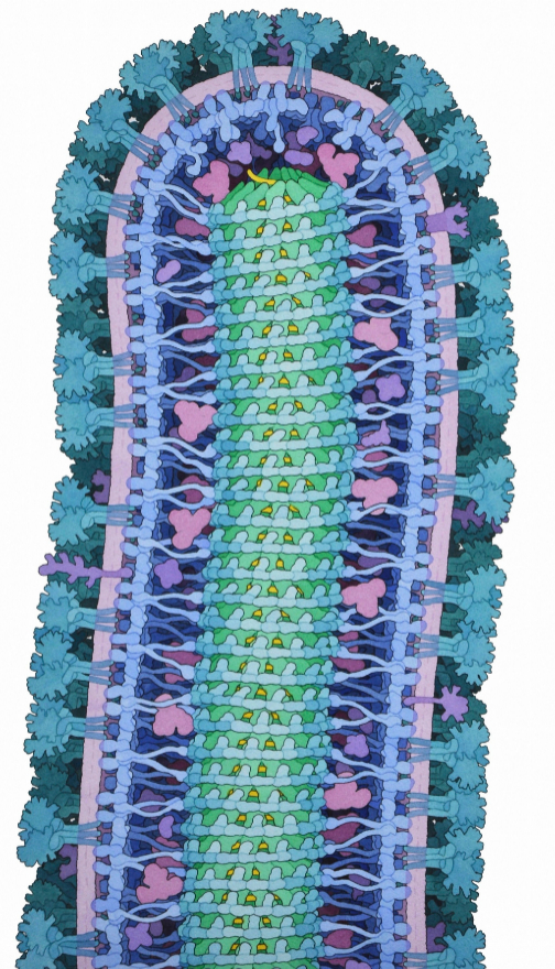 Ilustracin de un corte transversal de una partcula de virus bola, rodeado por una membrana (rosa/morado) robada de una clula infectada. Est rodeada de protenas del virus (en turquesa) que se extienden al exterior y dan la apariencia de rboles enraizados en la membrana.