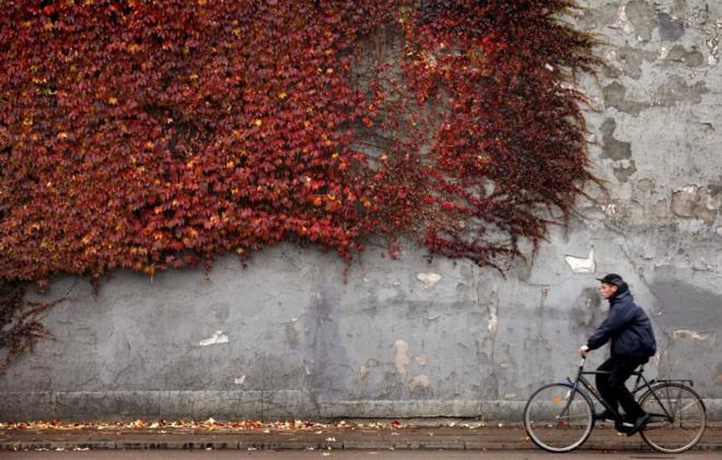Un ciclista pasa junto a una pared cubierta con una enredadera en...