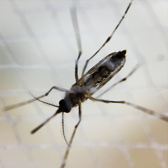 Mosquito hembra Aedes, responsable de propagar el virus dengue.