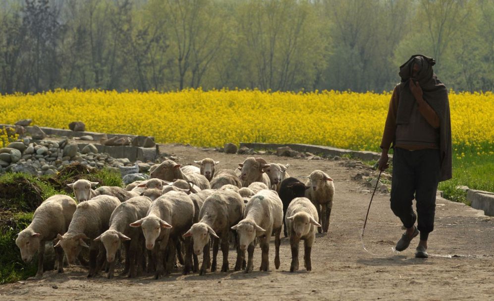 Un pastor conduce a su rebao de ovejas cerca de un campo de mostaza...