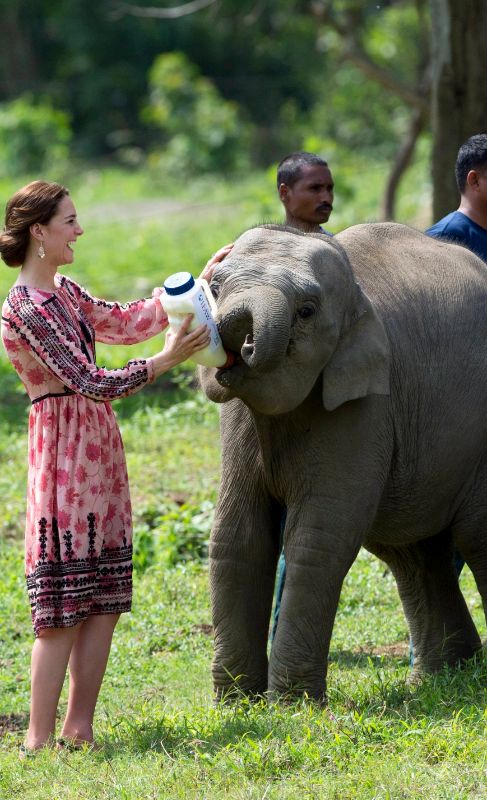 Kate Middleton dando leche a un pequeo elefante en el Centro de...