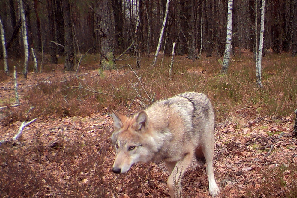 El ms abundante en la zona es el lobo gris. Merodea en las zonas...