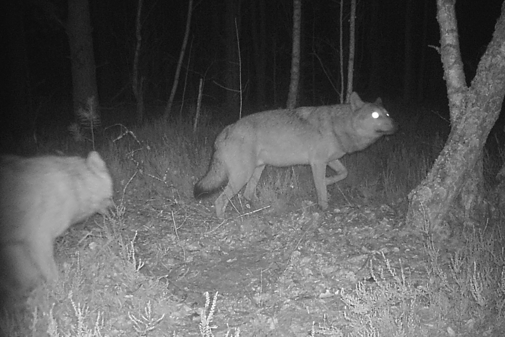 Lobos rondando durante la noche. En total se han detectado 14 especies...