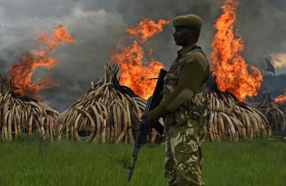 Un soldado keniano monta guardia frente a la hoguera de marfil: en...
