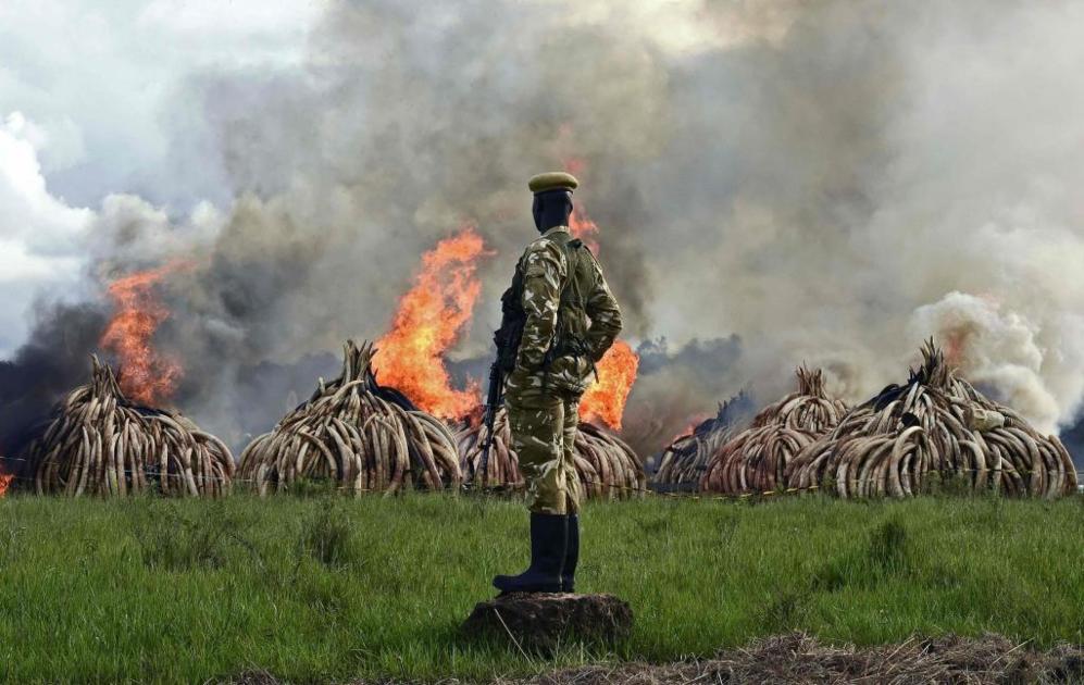 Se trata de la mayor cantidad de colmillos de elefantes destruida...