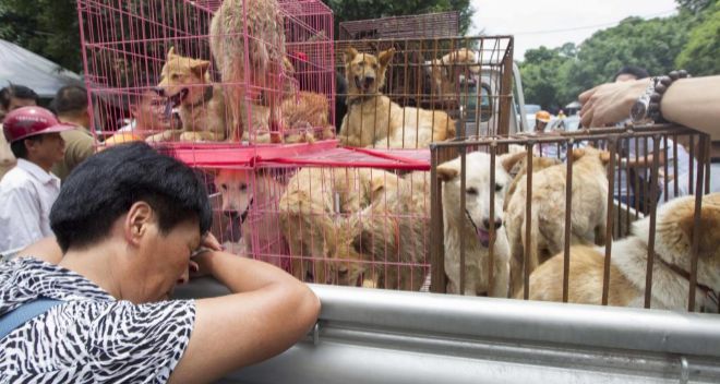 Una activista protesta e intenta rescatar a los perros que reclutan...