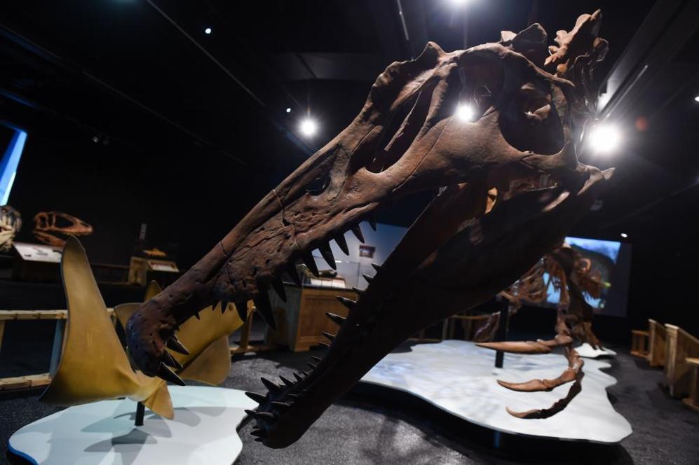 Muestra del esqueleto natural de un Spinosaurus perteneciente a la...