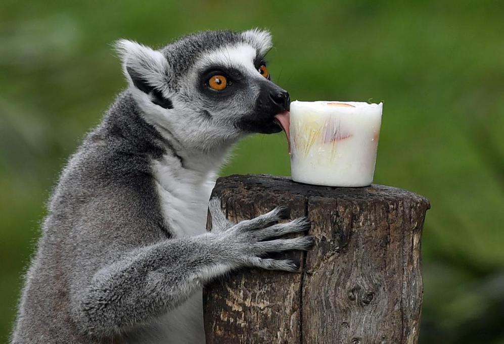 Un lmur comiendo yogur y frutas en Bioparco, un zoolgico de Roma.