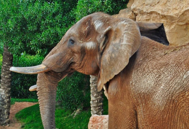 Elefante en un Biopark en 2013.