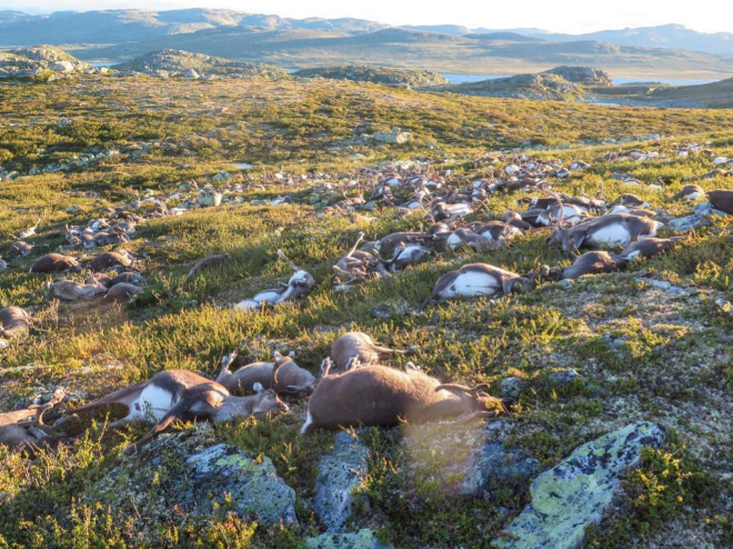 Los renos muertos en la llanura del parque de Noruega.