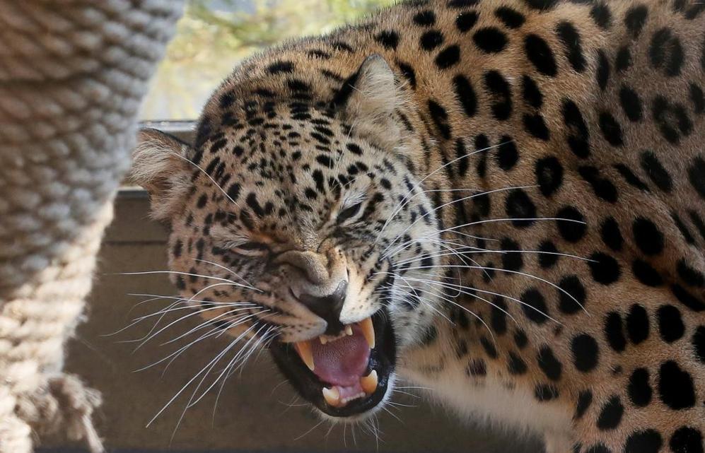 Leopardo de 'Extremo Oriente' en el zoolgico Ruchey Zoo Royev...