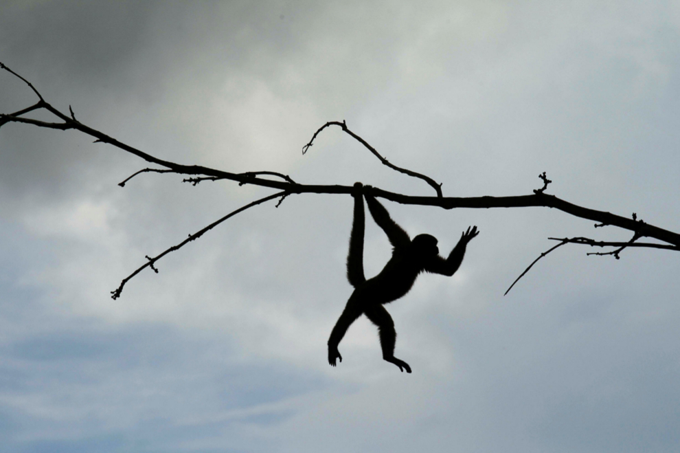 Un mono ardilla (Saimiri sciureus) en el Parque Natural de Nueva Loja.