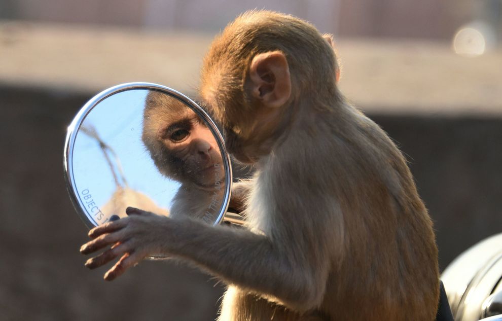 Un macaco se mira en uno de los espejos laterales de una moto en...