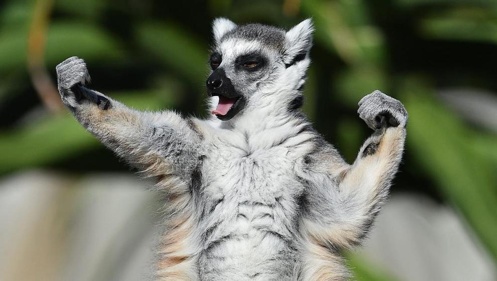 Un lemur alza los brazos en el zoolgico de Melbourne , Australia.