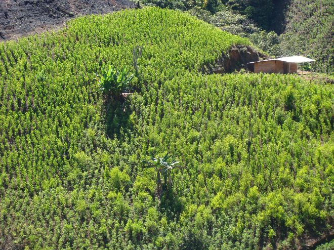 Cultivos de la planta de la coca, en el sur del departamento colombiano del Cauca.
