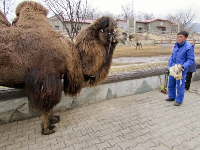 Un cuidador del Zoolgico Central de Pyongyang.