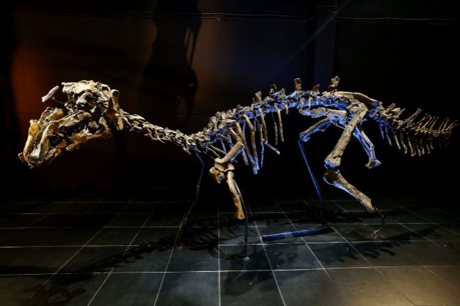 Revolución en el 'árbol genealógico' de los dinosaurios | Ciencia Home | EL  MUNDO