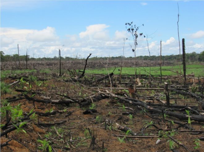 Los campesinos reclaman el derecho a deforestar las hectreas que fueron cultivos de coca.