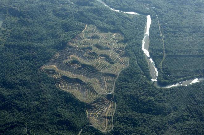 Vista aérea de una nueva plantación de aceite de palma en el límite...