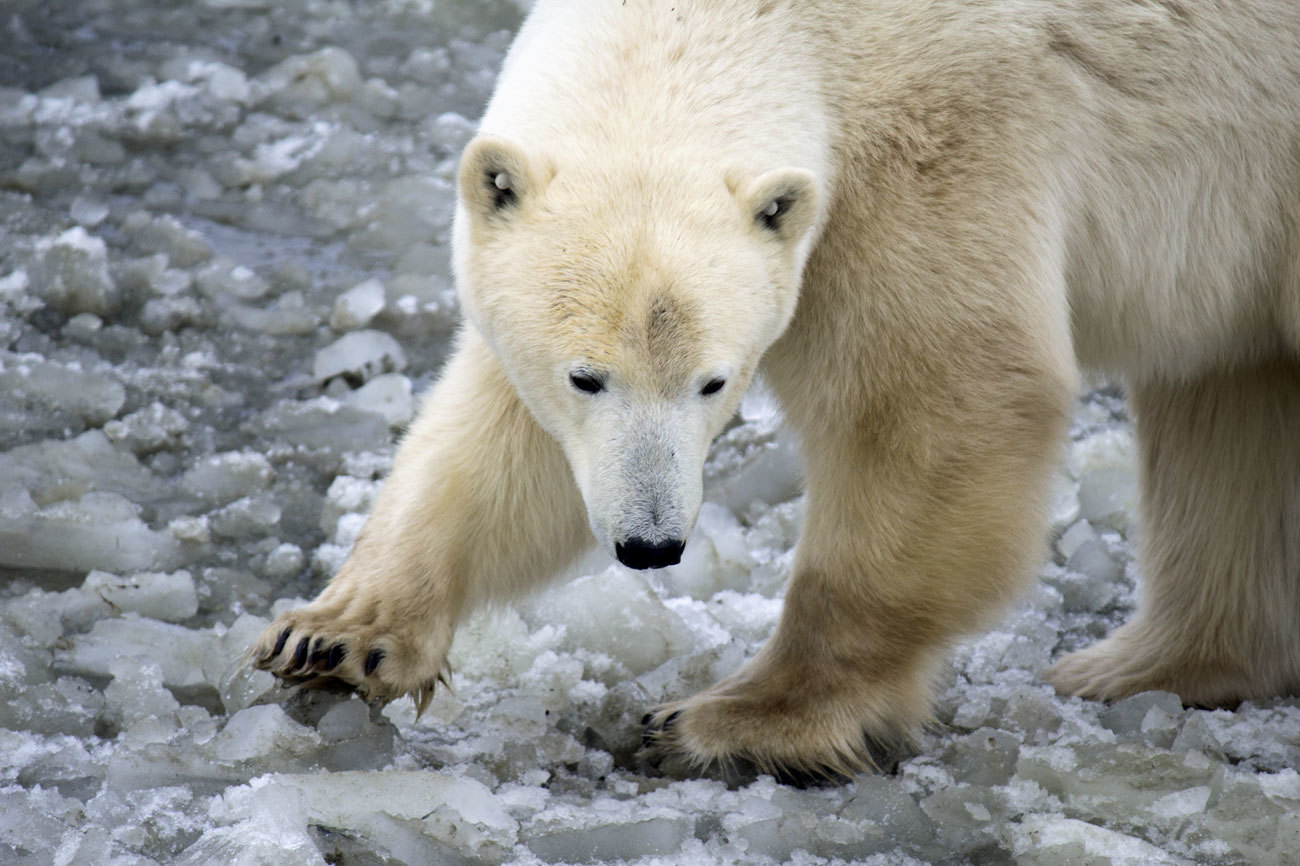 Uno de los osos polares de Manitoba en su hbitat natural.