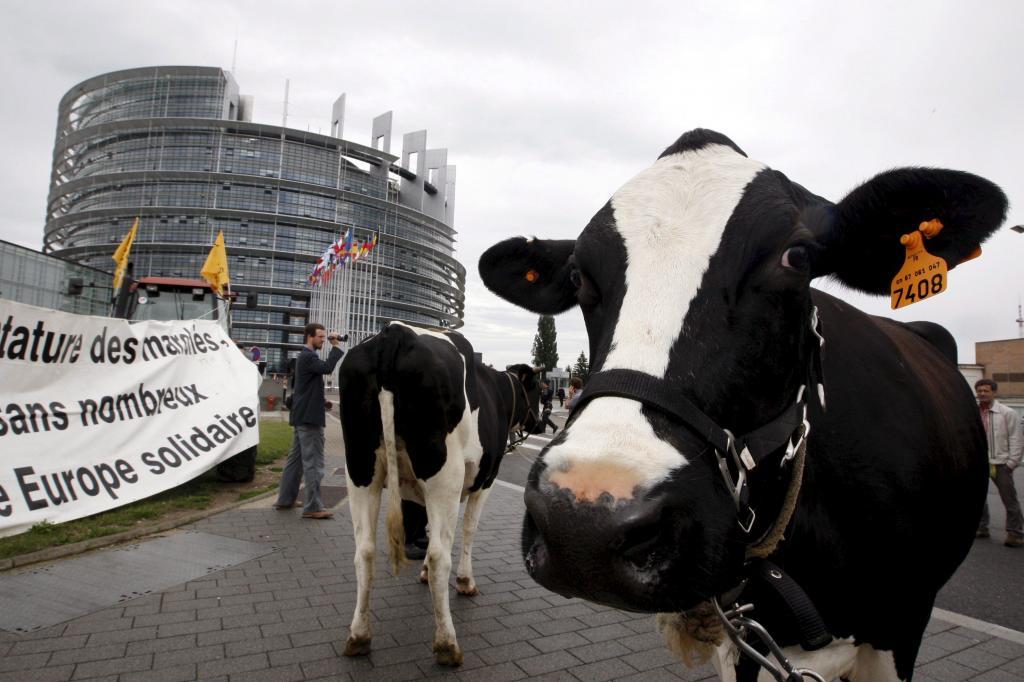 Cientos de ganaderos europeos se manifiestan frente al Parlamento Europeo en contra de la liberalización del sector lácteo.