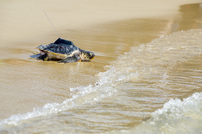 Una tortuga marina es liberada en al playa con un dispositivo de...