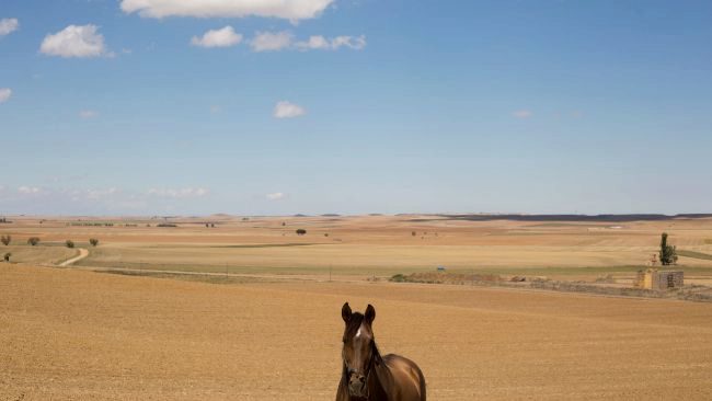 Estampa de campo en Villaln de Campos, con un caballo en primer...