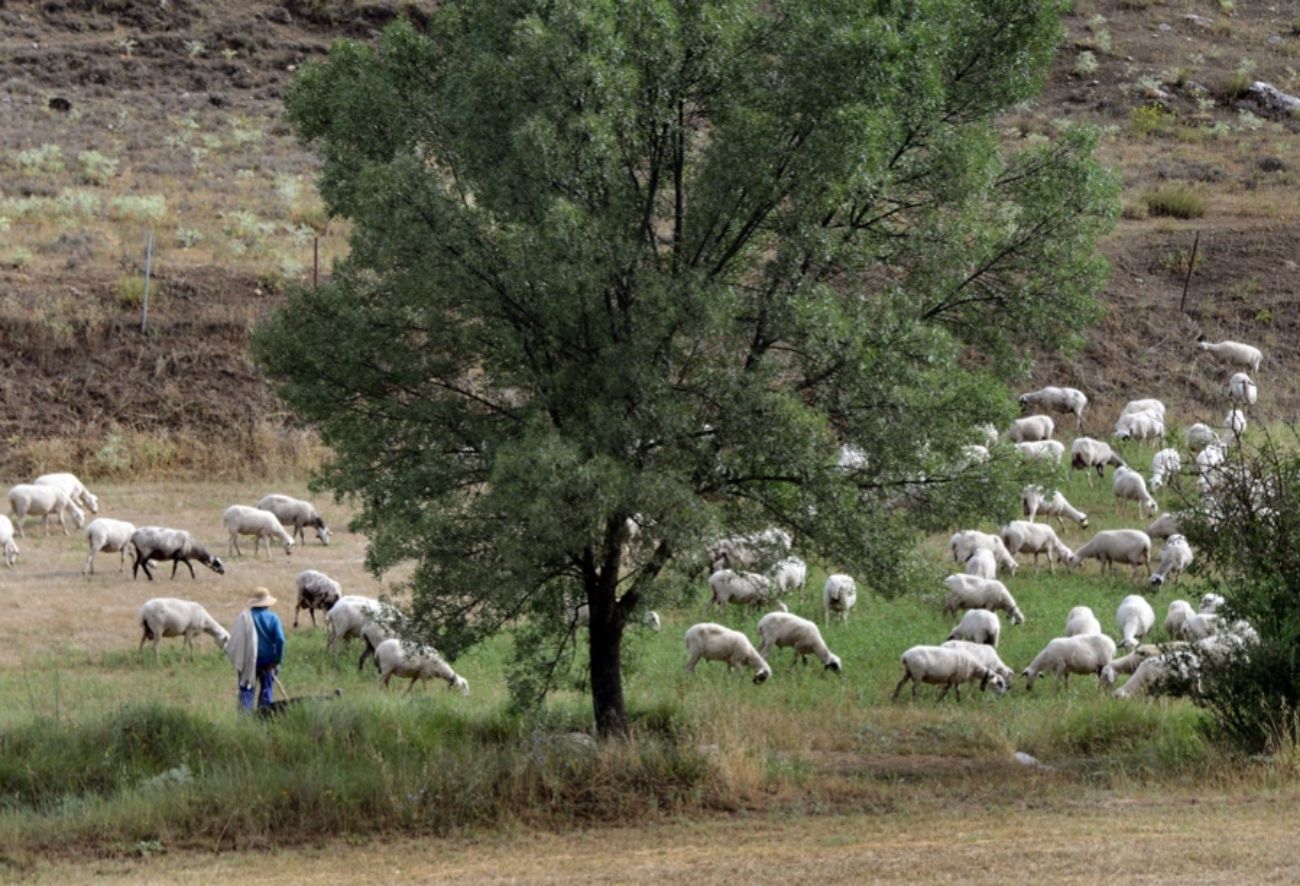Un rebao de ovejas en el cauce del Sacedn, a pocos metros del Toro...