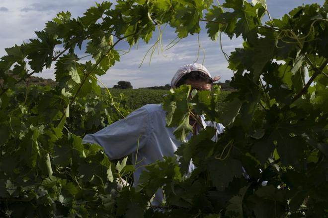 Una cuadrilla trabaja en un viedo en los alrededores de La Rioja.
