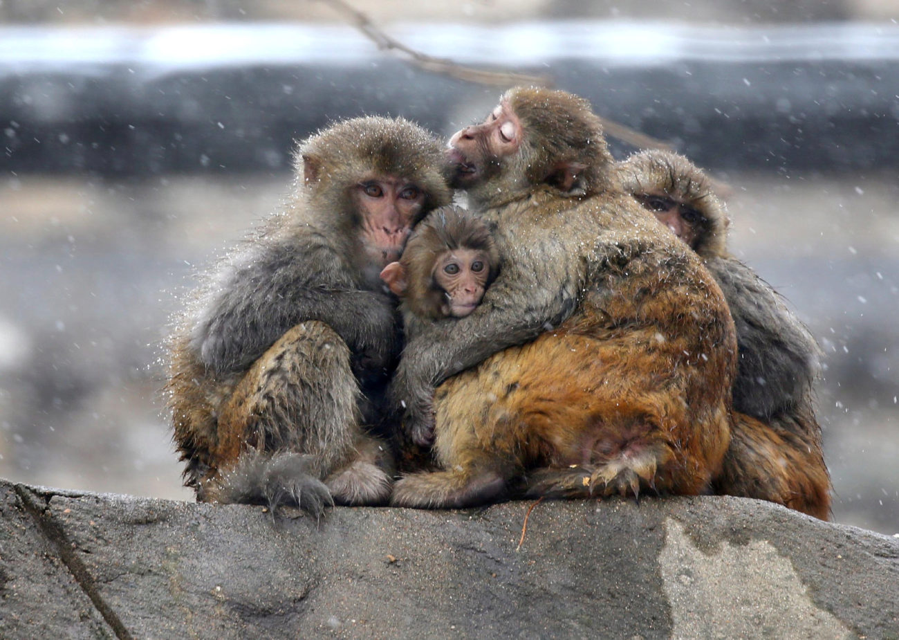 Los monos se abrazan en medio de la nieve en la montaa Huaguo en...