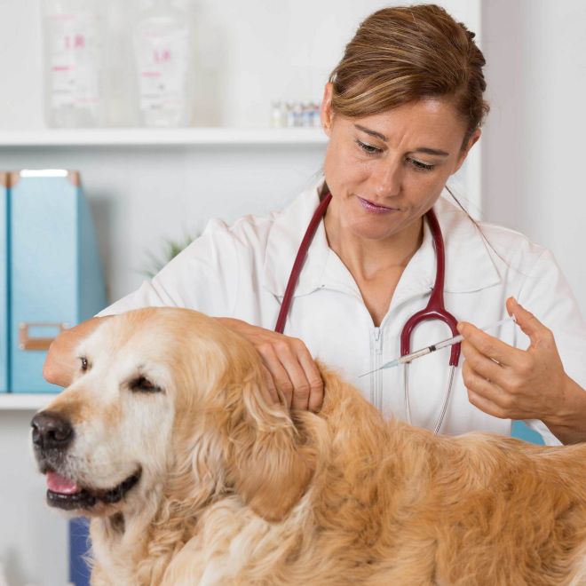 Se debe vacunar los perros año? Familia & co