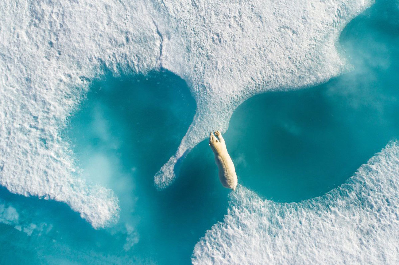 Above the polar bear. Un oso polar salta entre icebergs en...