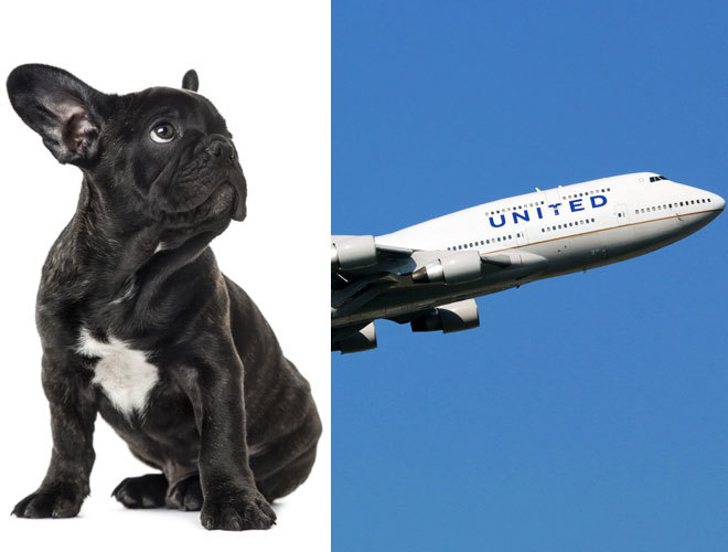 Muere un perro en un avión tras obligar al dueño a meterlo en el compartimento América