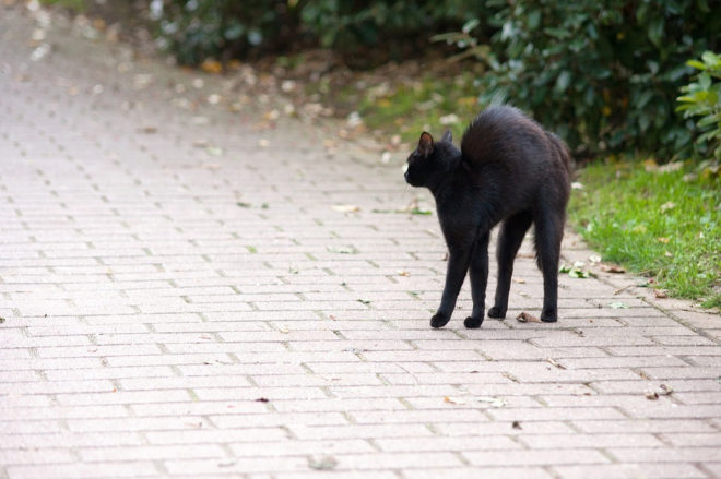 Imagen de un gato negro, smbolo de mala fortuna