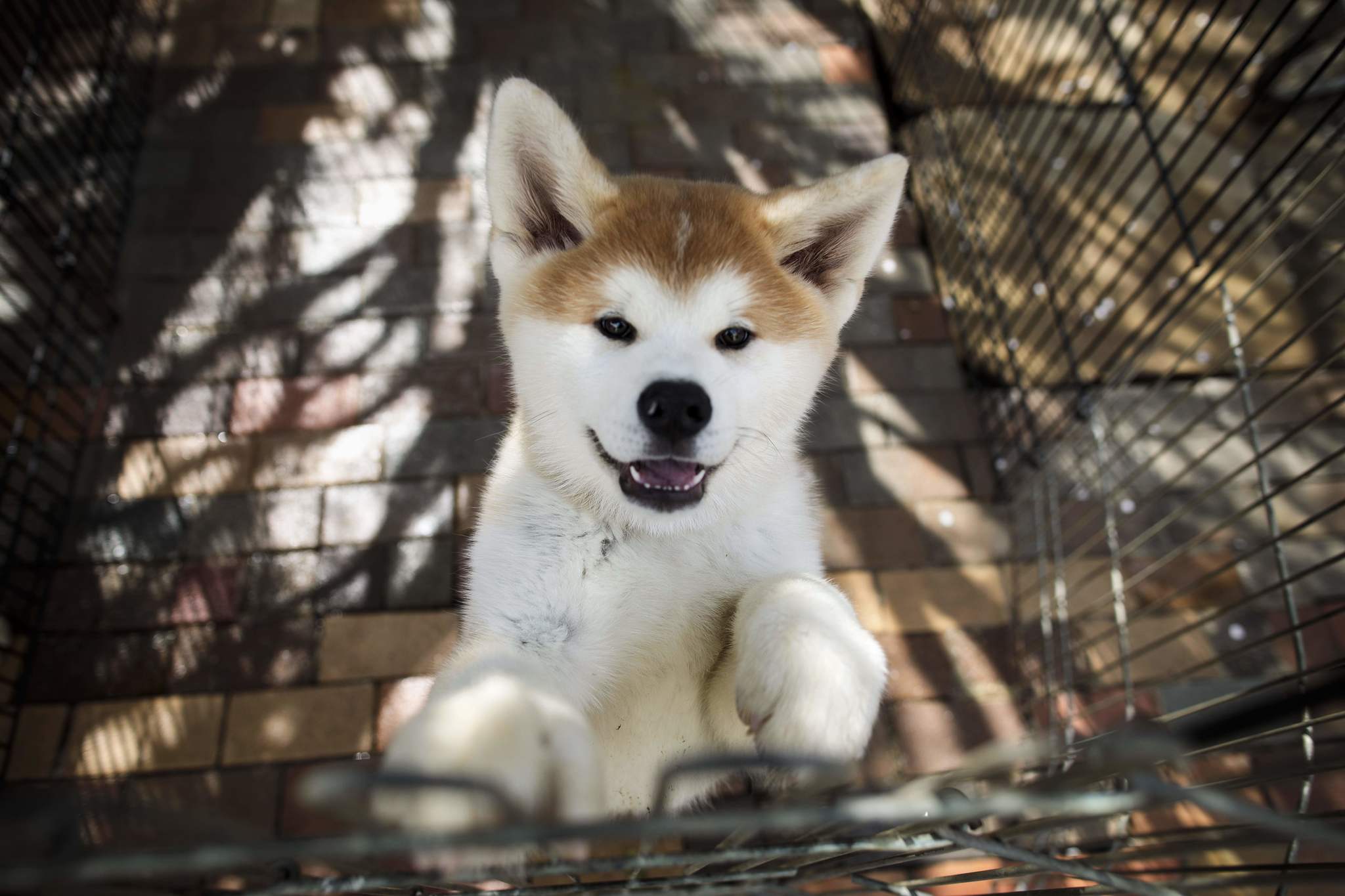 exposición Acumulación Respetuoso El akita, el perro japonés que conquista los corazones extranjeros |  Familia & co