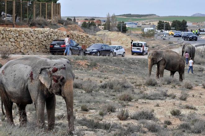 Elefantes heridos tras volvar el camin en el que viajaban a su paso...